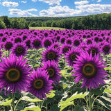 RoyalBloom - Purple Giant Sunflower Seeds