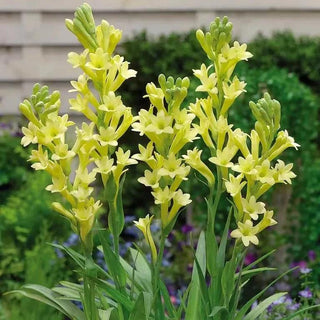 MidnightPetal – Luxury Tuberose Fragrance