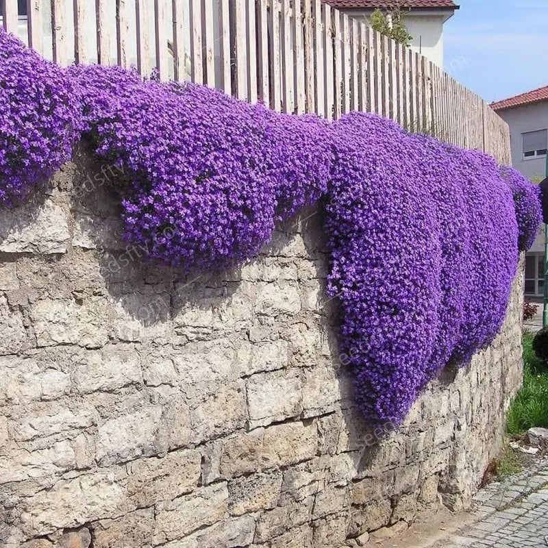 EcoCarpet – Creeping Thyme Lawn Cover Seeds