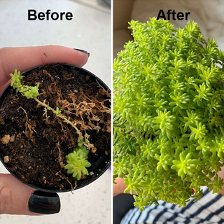 GreenCore – Multi-Purpose Plant Vitality Drops