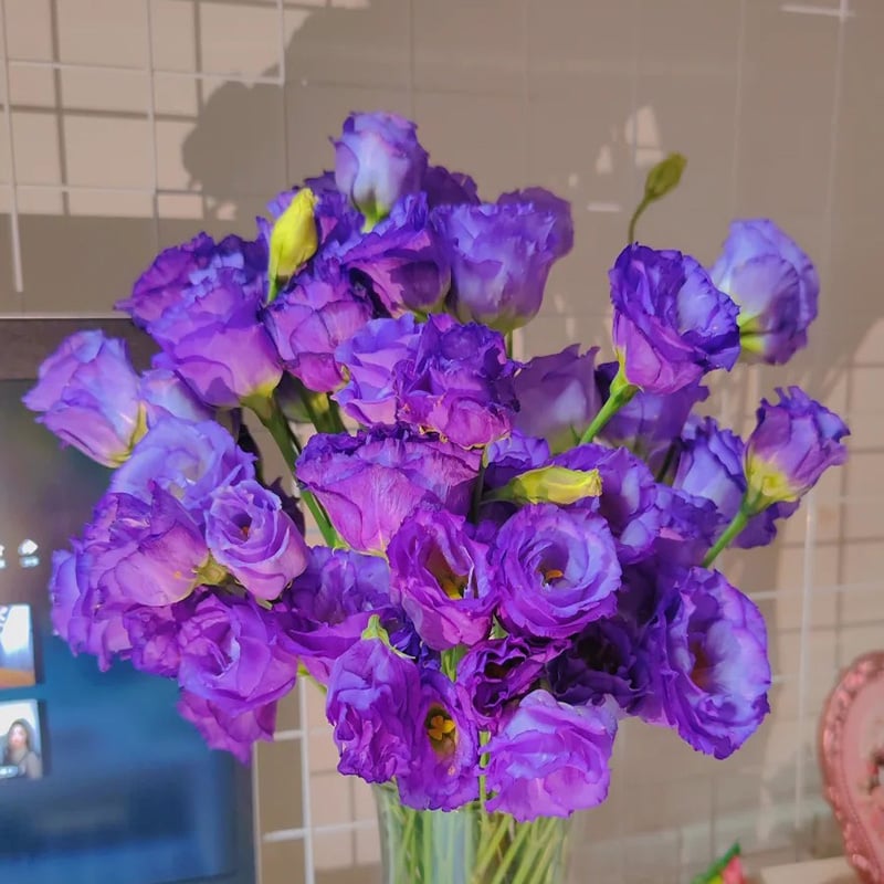 FloraDelight - Thornless Roses in Pink, Blue & Purple