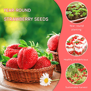 HarvestBerry – Garden Strawberry Seeds