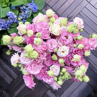PetalSerenity – Premium Lisianthus Seeds