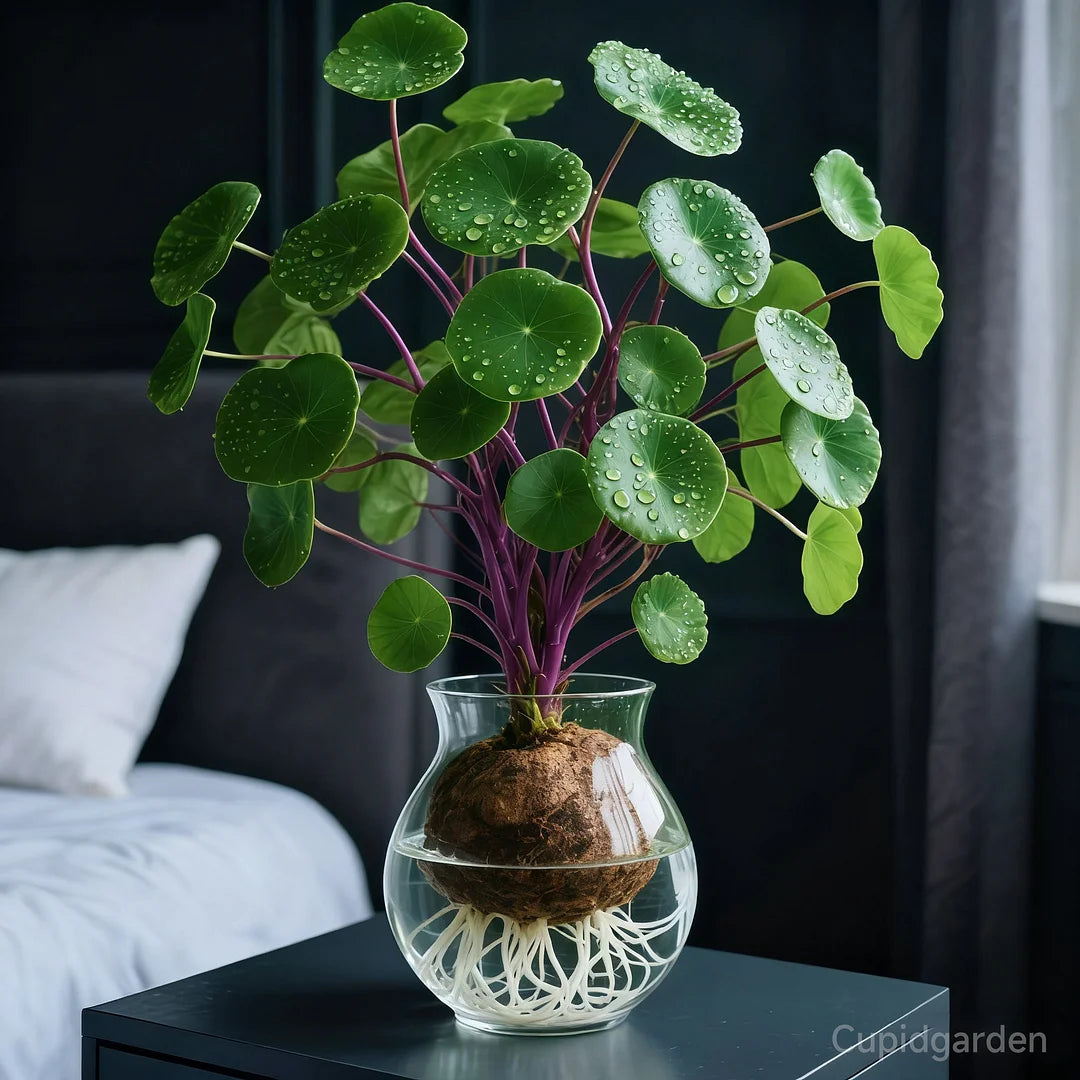 GreenEase – Red Rattan Low Maintenance Houseplant