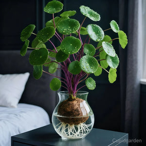 GreenEase – Red Rattan Low Maintenance Houseplant