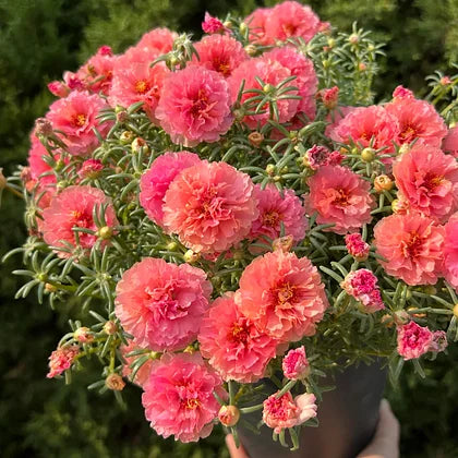 BloomOra – Sun Burst Moss Ross Seeds