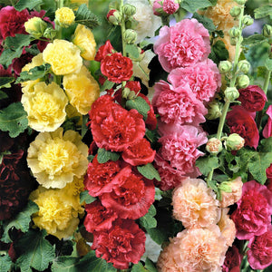 BloomMajesty – Premium Double Hollyhock Seeds