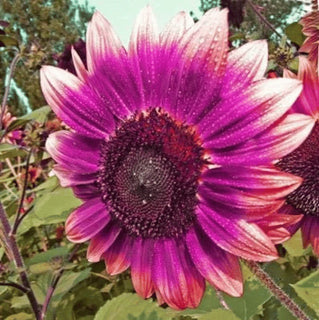 RoyalBloom - Purple Giant Sunflower Seeds