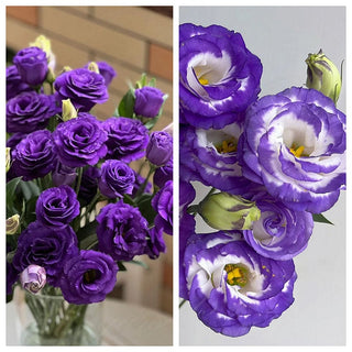 FloraDelight - Thornless Roses in Pink, Blue & Purple