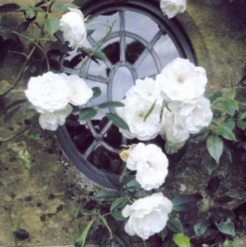 BloomHaven – Majestic Climbing Rose Seeds
