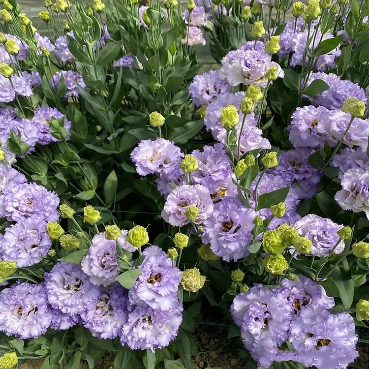 PetalSerenity – Premium Lisianthus Seeds