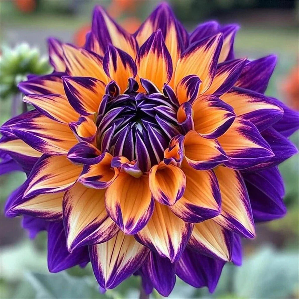 PetalCrown – Rare Double Bloom Dahlia Garden Flowers