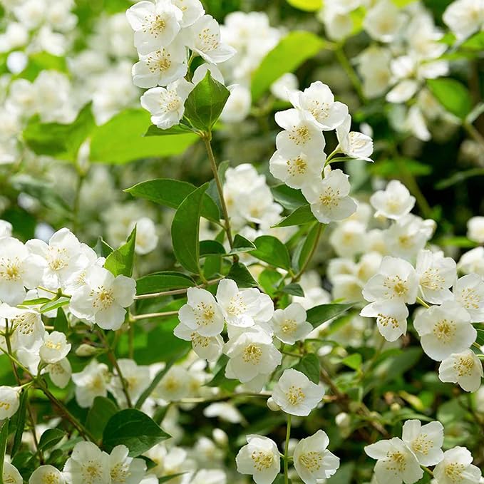 BlossAura – Fragrant Jasmine Potted Charm