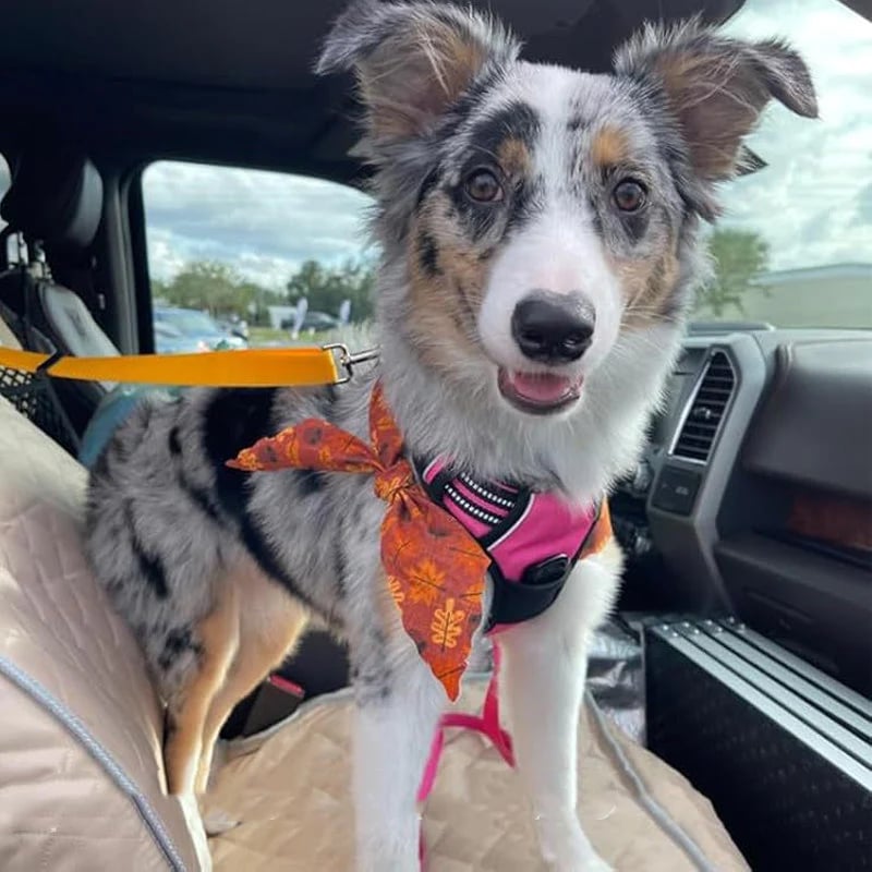 TravelPaws – Adjustable Dog Travel Safety Leash System