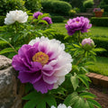 Purple White