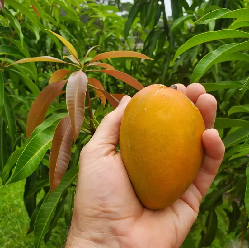 Mango Majesty – Tropical Grow Kit