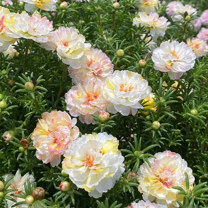 BloomOra – Sun Burst Moss Ross Seeds