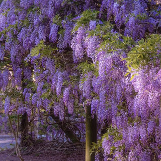 EndlessBloom – Cascading Garden Elegance