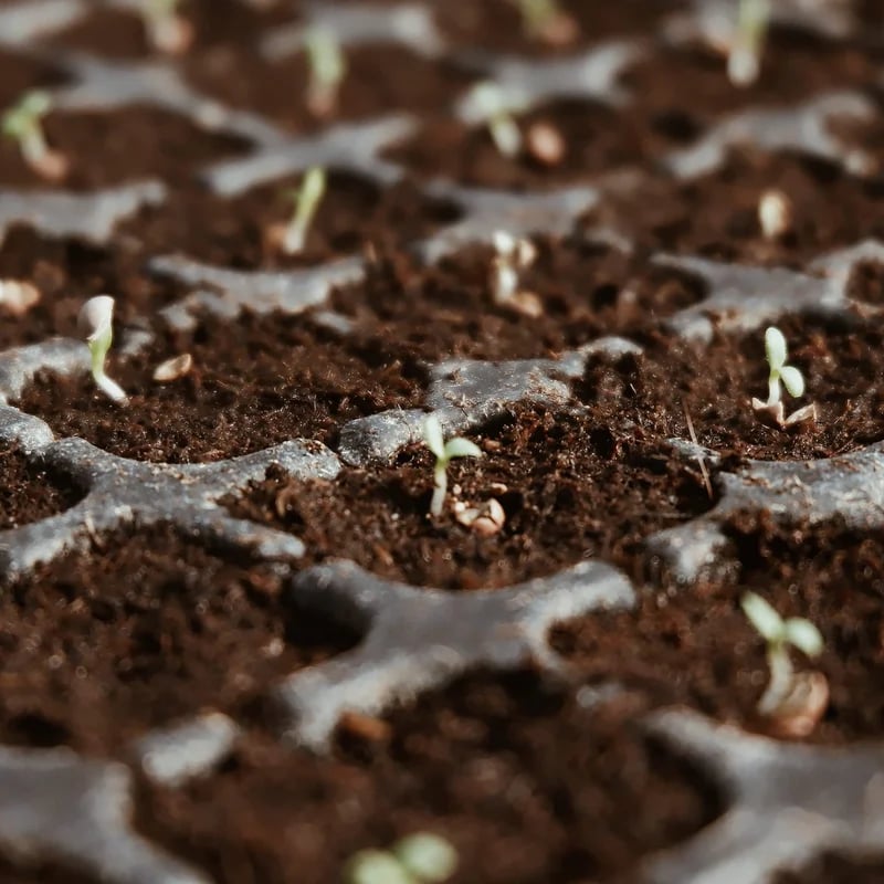 CocoBloom – Organic Coconut Coir Bricks for Healthy Plant Growth