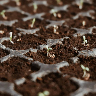 CocoBloom – Organic Coconut Coir Bricks for Healthy Plant Growth