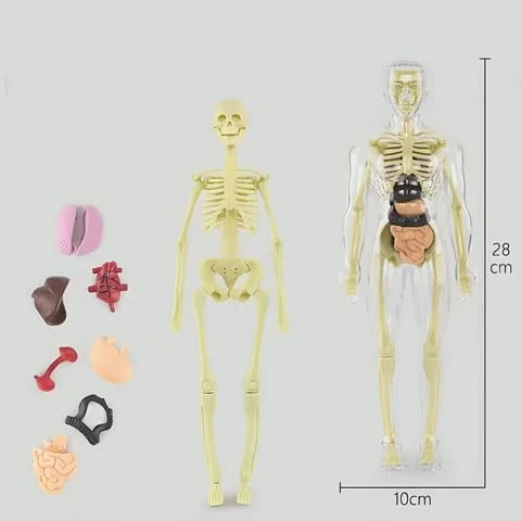 AnatoView – 3D Clear Body Structure Model