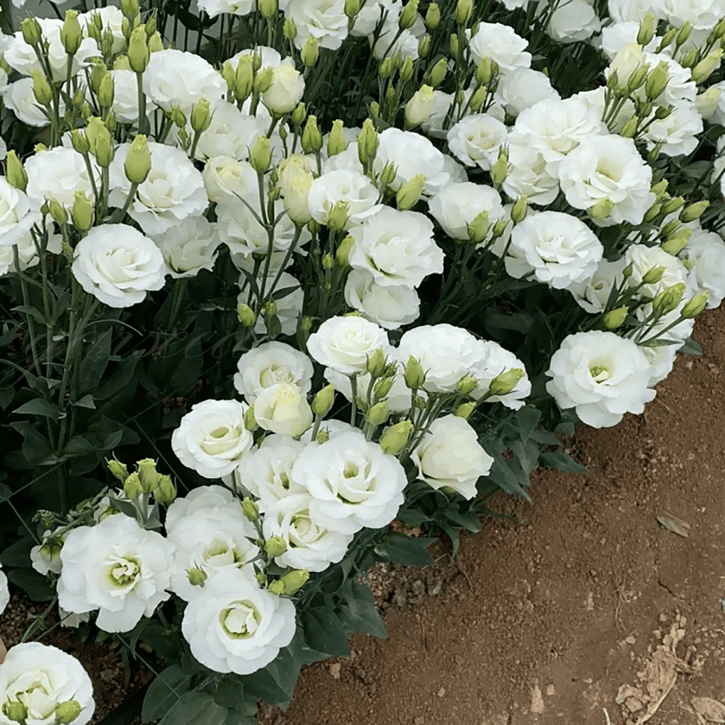 PetalSerenity – Premium Lisianthus Seeds