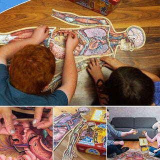 Human Anatomy Puzzle for Kids