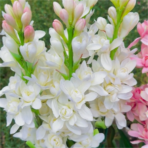 MidnightPetal – Luxury Tuberose Fragrance