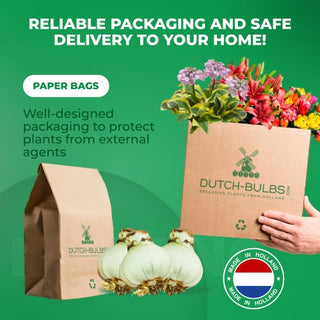 FloraOasis – Premium Desert Rose Plant Seeds