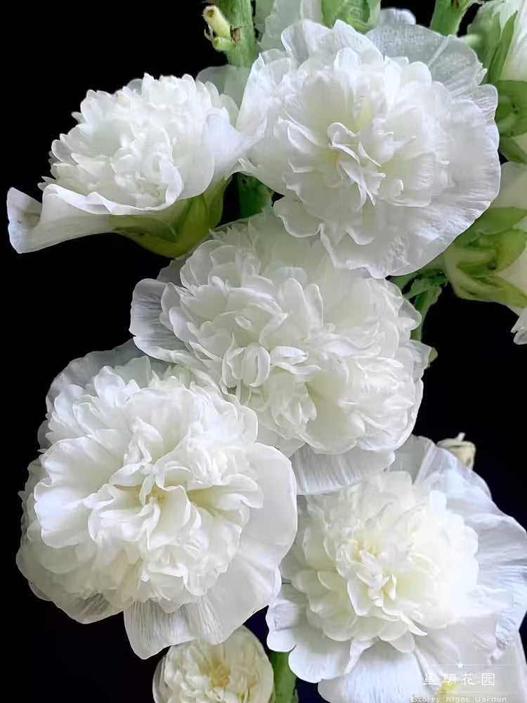 BloomMajesty – Premium Double Hollyhock Seeds