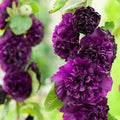 Alcea rosea 'Nigra'