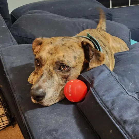 BounceRush – The Interactive Fun Chewie Ball