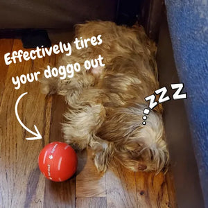 BounceRush – The Interactive Fun Chewie Ball