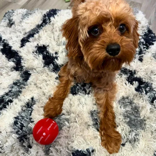 BounceRush – The Interactive Fun Chewie Ball