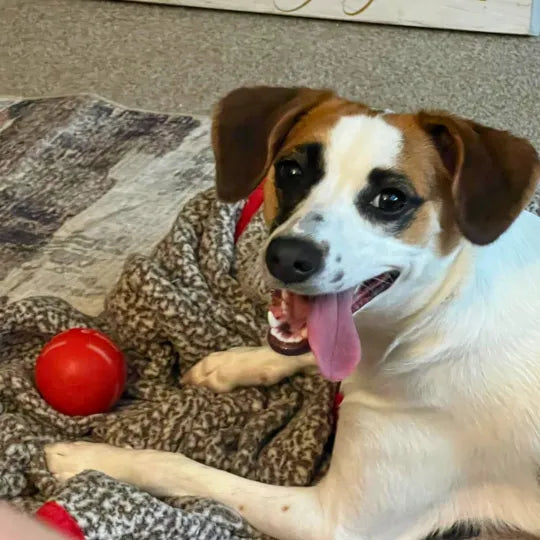 BounceRush – The Interactive Fun Chewie Ball