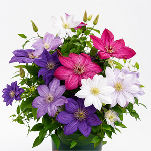 GardenGrace - Clematis Blooming Seeds