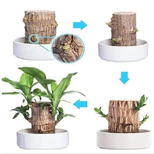 LuckyVerdant – Brazilian Wood Charm