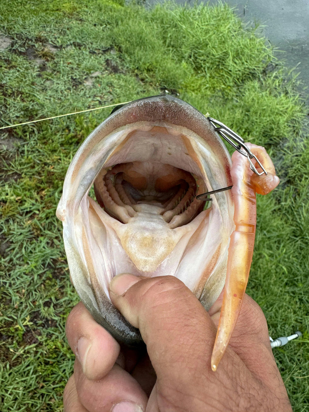 TopwaterCo – Quick Snap Fishing Speed Clips