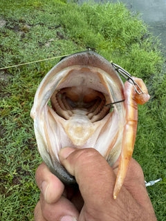 TopwaterCo – Quick Snap Fishing Speed Clips