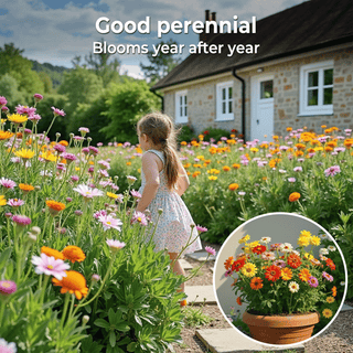 FloraBurst – Mixed Perennial Flower Seeds Collection