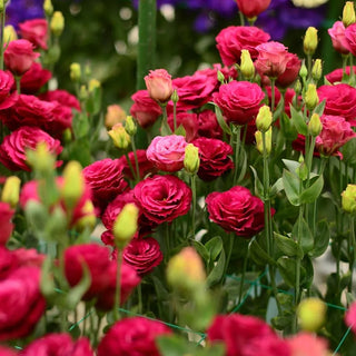 FloraDelight - Thornless Roses in Pink, Blue & Purple