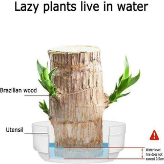 GreenAura - Brazilian Wood Plant