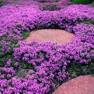 EcoCarpet – Creeping Thyme Lawn Cover Seeds