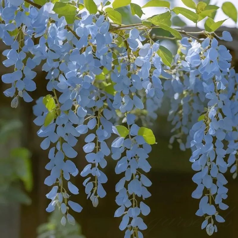 EndlessBloom – Cascading Garden Elegance