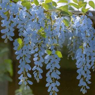 EndlessBloom – Cascading Garden Elegance