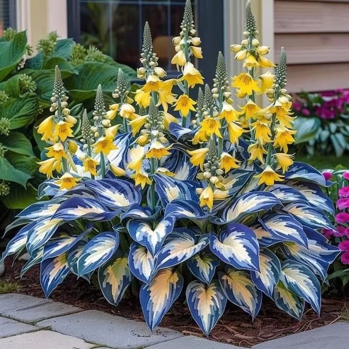 CalmBloom - Perennial Hosta Seeds for Soothing Green Corners