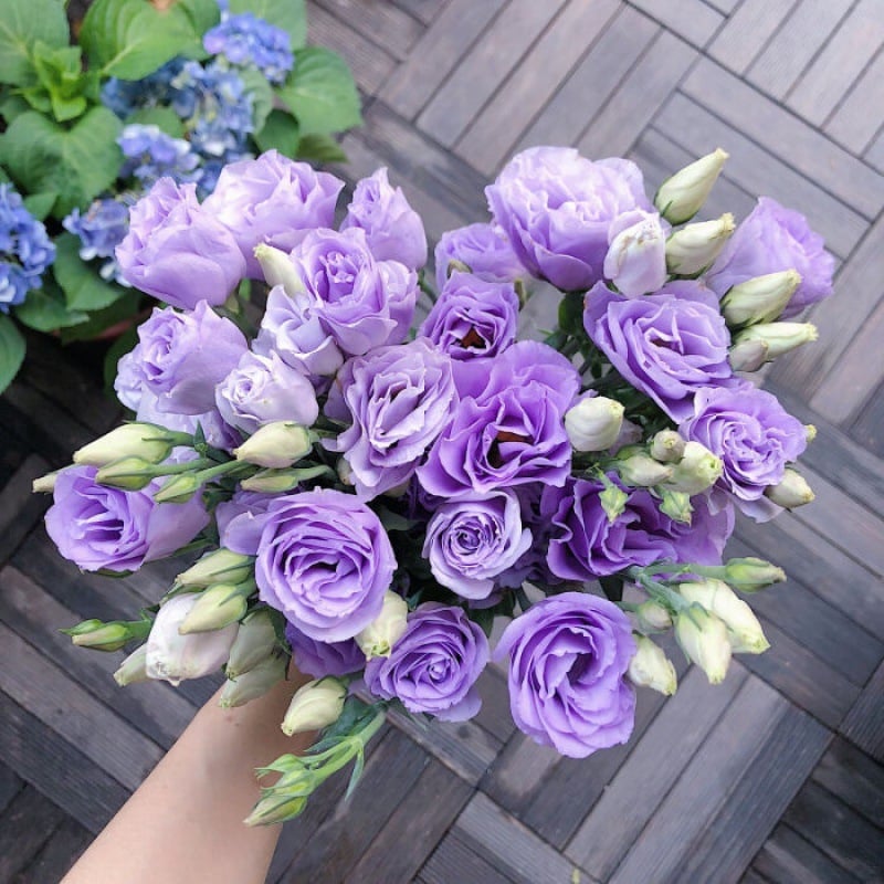PetalSerenity – Premium Lisianthus Seeds