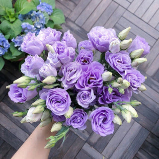 FloraDelight - Thornless Roses in Pink, Blue & Purple