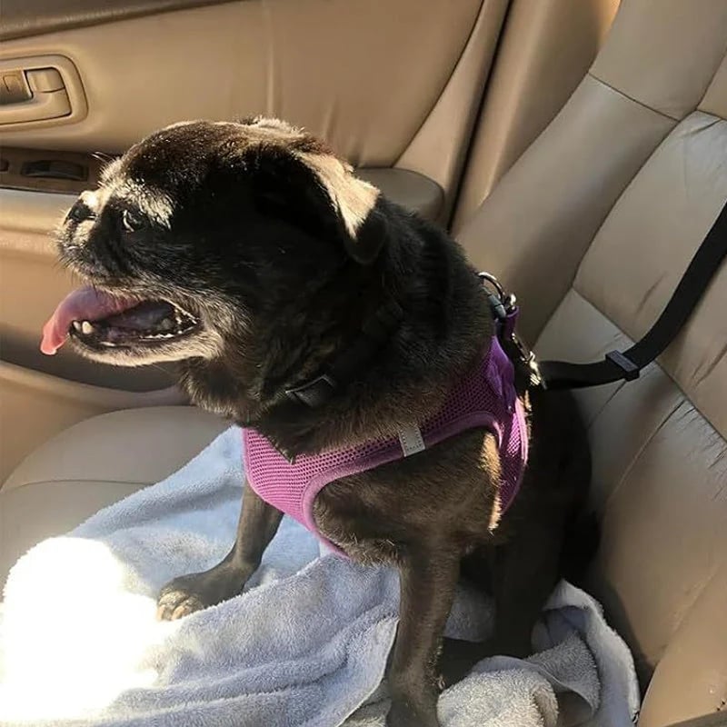 TravelPaws – Adjustable Dog Travel Safety Leash System