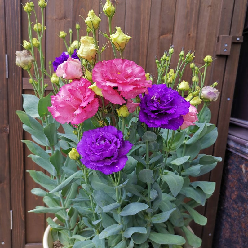 FloraDelight - Thornless Roses in Pink, Blue & Purple